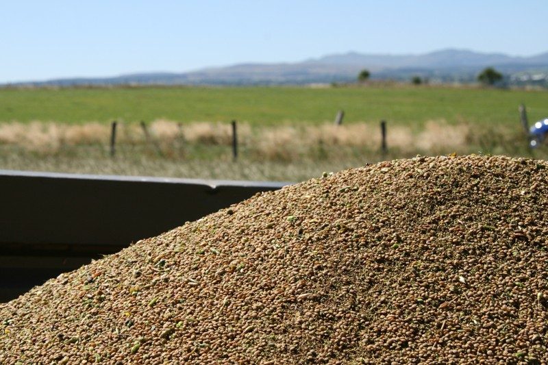 lentille blonde de Saint-Flour