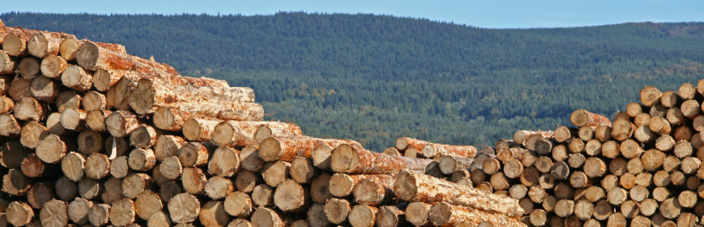 economie filiere bois transition énergétique